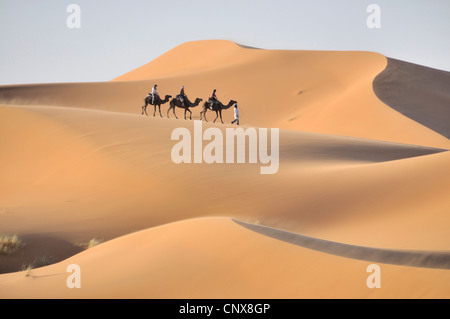 Dromedario, one-humped camel (Camelus dromedarius), caravan in Erg Chebbi, Marocco, Magreb Foto Stock