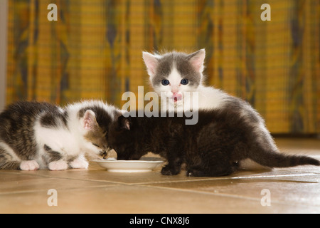 Il gatto domestico, il gatto di casa (Felis silvestris f. catus), tre gattini presso la coppa di alimentazione Foto Stock