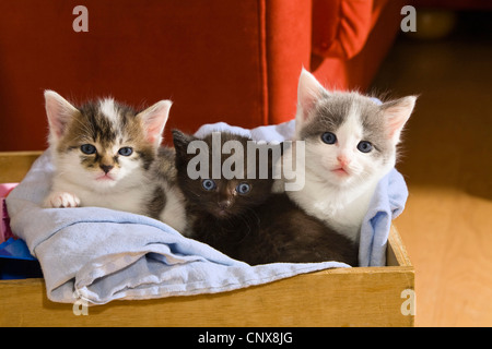 Il gatto domestico, il gatto di casa (Felis silvestris f. catus), giovani gattini seduti in una scatola di legno Foto Stock