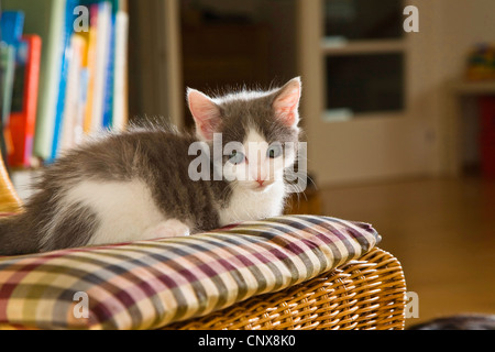 Il gatto domestico, il gatto di casa (Felis silvestris f. catus), poco gattino sdraiato su un cuscino Foto Stock