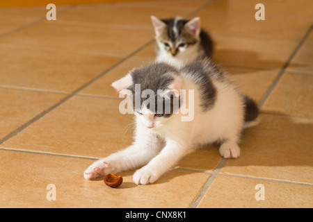 Il gatto domestico, il gatto di casa (Felis silvestris f. catus), due giovani gattini giocando con castagne Foto Stock