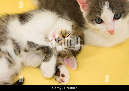 Il gatto domestico, il gatto di casa (Felis silvestris f. catus), due giovani gattini giacente su una coperta Foto Stock