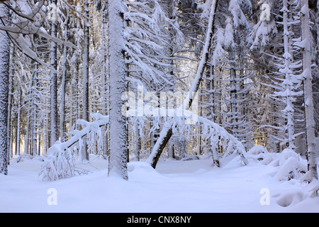 Abete (Picea abies), consente di visualizzare in un coperto di neve e foreste di abete rosso, in Germania, in Sassonia, montagne Erz Foto Stock