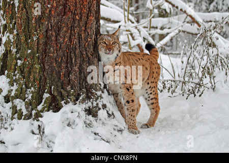 Eurasian (Lynx Lynx lynx), in piedi nella neve profonda strofinamento al tronco di un albero, in Germania, in Sassonia Foto Stock