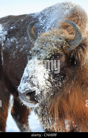 Il bisonte europeo, wisent (Bison bonasus), coperto di neve, testa Germania, Sassonia Foto Stock