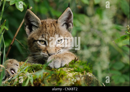 Eurasian (Lynx Lynx lynx), ritratto, Germania Foto Stock