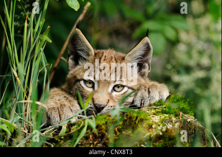 Eurasian (Lynx Lynx lynx), ritratto, Germania Foto Stock