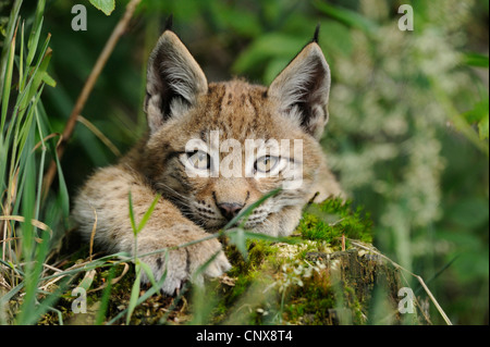 Eurasian (Lynx Lynx lynx), ritratto, Germania Foto Stock