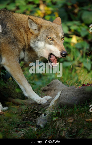 Unione lupo (Canis lupus lupus), si nutrono di cervi, in Germania, in Baviera, Nationalpark Bayerischer Wald Foto Stock