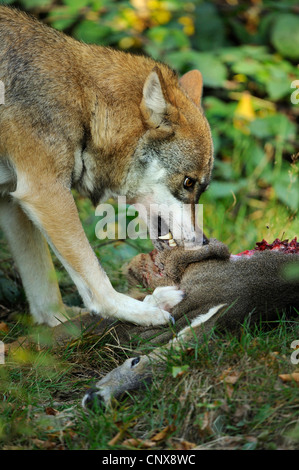 Unione lupo (Canis lupus lupus), si nutrono di cervi, in Germania, in Baviera, Nationalpark Bayerischer Wald Foto Stock