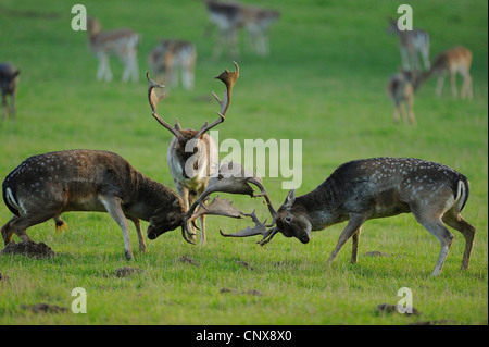 Daini (Dama Dama, Cervus dama), tre tori lotta sul terreno solchi, in Germania, in Renania settentrionale-Vestfalia Foto Stock