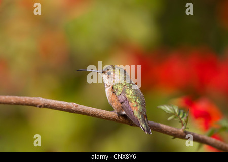 Allen Hummingbird femmina Foto Stock