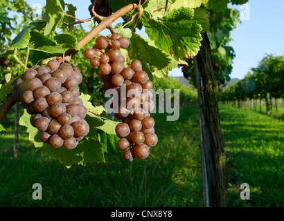 Le uve in un vigneto in autunno. Non disponibile per l'uso nelle calandre, in Germania, in Renania Palatinato, Siebeldingen Foto Stock