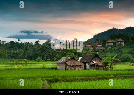 Alba nei campi di riso della valle Sidemen di Bali, Indonesia. Gunung Agung, il vulcano può essere visto in background. Foto Stock