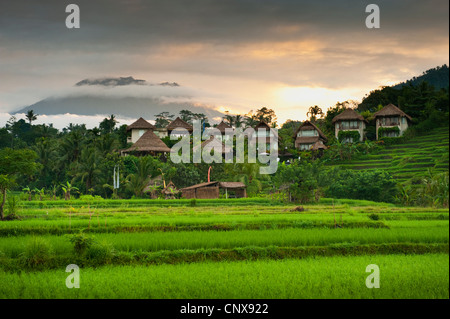 Alba nei campi di riso della valle Sidemen di Bali, Indonesia. Gunung Agung, il vulcano può essere visto in background. Foto Stock