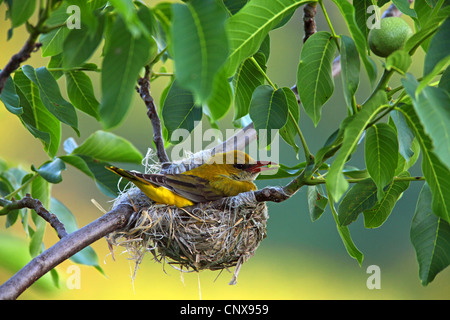 Rigogolo (Oriolus oriolus), femmina nel nido, Bulgaria Foto Stock