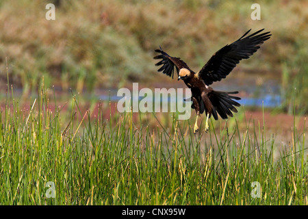 Western Marsh Harrier (Circus aeruginosus), al di sopra di zone umide, Grecia, di Evros Foto Stock