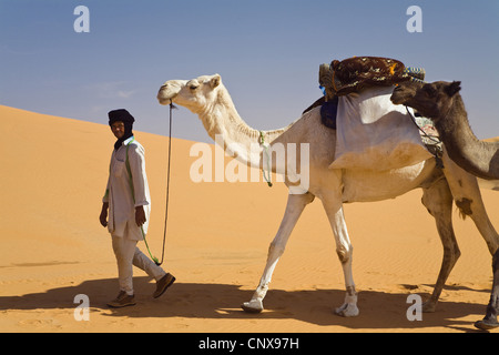 Dromedario, one-humped camel (Camelus dromedarius), beduine nel deserto libico a capo di una piccola dromedario caravan, Libia, Sahara Foto Stock