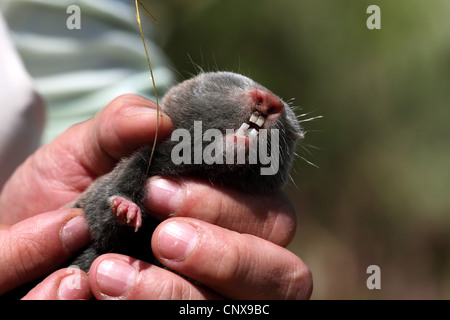Minor mole-rat, western mole di ratto (Nanospalax leucodon, Microspalax leucodon), ritratto in mani umane, Bulgaria Foto Stock