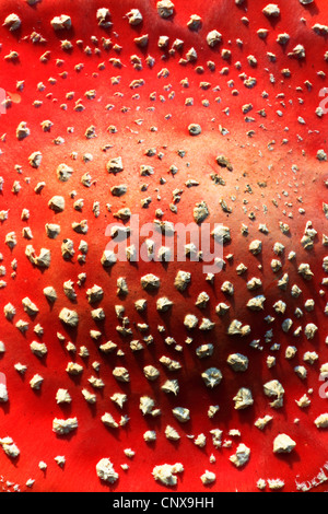 Fly agaric (amanita muscaria), cappuccio rosso con bianco spot presenta verrucosa , Germania Foto Stock