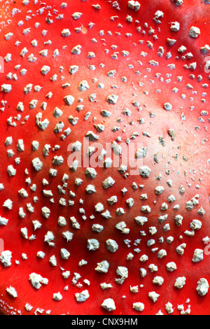 Fly agaric (amanita muscaria), cappuccio rosso con bianco spot presenta verrucosa , Germania Foto Stock