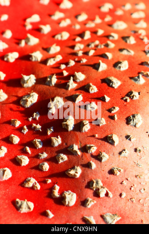 Fly agaric (amanita muscaria), cappuccio rosso con bianco spot presenta verrucosa , Germania Foto Stock