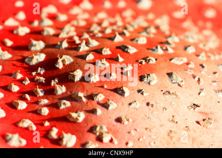 Fly agaric (amanita muscaria), cappuccio rosso con bianco spot presenta verrucosa , Germania Foto Stock