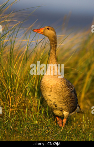 Graylag goose (Anser anser), di dune, Paesi Bassi, Texel Foto Stock