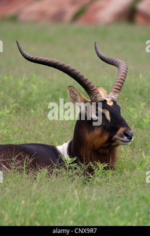 Antilope, corna e zoccoli Nilo Lechwe wasserbock Foto Stock