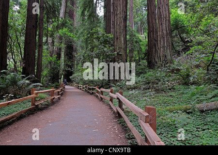 California redwood coast redwood (Sequoia sempervirens), il percorso di trekking nella foresta, Stati Uniti, California, Muir Woods monumento nazionale Foto Stock