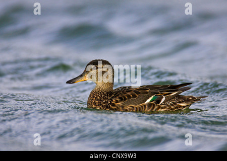 Verde-winged teal (Anas crecca), nuoto femminile, Islanda, Myvatn Foto Stock