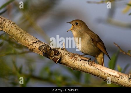 Nightingale (Luscinia megarhynchos), seduto su un ramo, cantando, Grecia, Lesbo Foto Stock