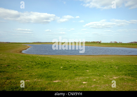 Prato al fiume Reno su Bislicher Insel, in Germania, in Renania settentrionale-Vestfalia, Riserva Naturale Bislicher Insel Foto Stock