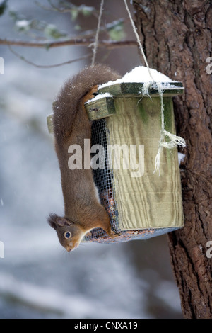 Unione scoiattolo rosso, Eurasian red scoiattolo (Sciurus vulgaris), in inverno forest alimentazione su bird feeder, Regno Unito, Scozia, Cairngorms National Park Foto Stock