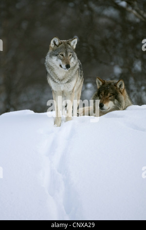 Unione lupo (Canis lupus lupus), due animali su una coperta di neve hill, Norvegia Foto Stock
