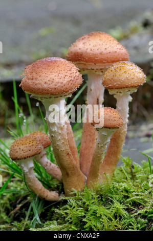 Il miele scuro (fungo Armillaria ostoyae, Armillariella polymyces), di corpi fruttiferi, Germania Foto Stock