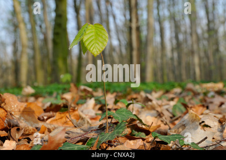 Comune di faggio (Fagus sylvatica), il germoglio, Germania Foto Stock