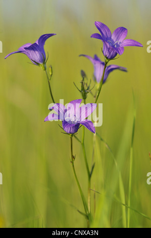 Diffondere la campanula (Campanula patula), fioritura, Germania Foto Stock