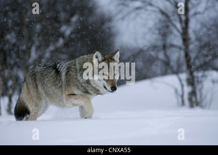 Unione lupo (Canis lupus lupus), camminando attraverso la caduta di neve su un campo di neve in corrispondenza di un bordo della foresta, Norvegia Foto Stock