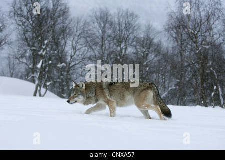 Unione lupo (Canis lupus lupus), camminando attraverso la caduta di neve su un campo di neve in corrispondenza di un bordo della foresta, Norvegia Foto Stock