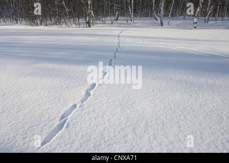 Red Fox (Vulpes vulpes vulpes), le tracce di Fox nella neve, Norvegia Foto Stock