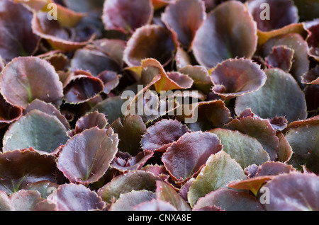 Un gruppo di giovani begonia piante con foglie di bronzo Foto Stock