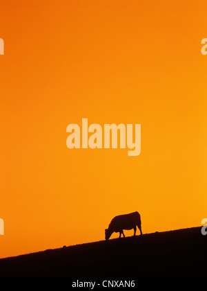 Un singolo stagliano mucca sfiora sul pendio di una collina contro un drammatico golden orange Cielo di tramonto, Parco County, Montana, USA Foto Stock