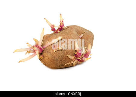 Patate germogliati isolati su sfondo bianco Foto Stock