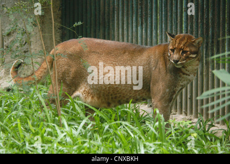 Gatto dorato asiatico (Catopuma temminckii) allo zoo di Dusit a Bangkok, Thailandia. Foto Stock