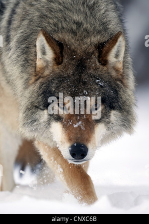 Unione lupo (Canis lupus lupus), collocandosi al di sopra di un campo di neve, Norvegia Foto Stock