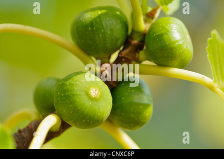 La figura commestibili, comune fig (Ficus carica), le figure su un albero, Germania Foto Stock