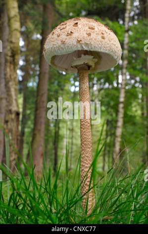 Parasol (Macrolepiota procera, Lepiotia procera), in erba, Germania Foto Stock