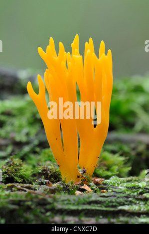 Giallo staghorn (Calocera viscosa, Tylophilus fellus), su legno, Germania Foto Stock