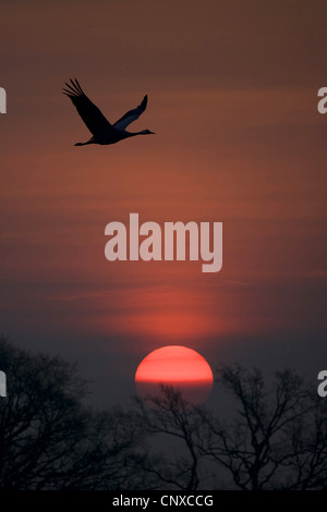 Gru comune (grus grus), stagliano tramonto infuocato, Svezia, Lago Hornborga Foto Stock